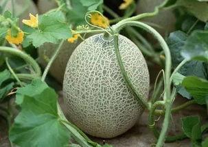 新疆网红吃哈密瓜