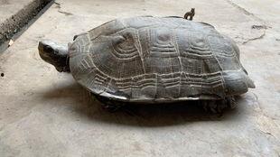 亚洲巨龟视频,探寻神秘生物的生存奥秘